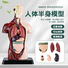 Cross-Border Toys Early Education Human Organ Skeleton Model Set Science and Education Primary and Secondary School Students DIY Assembly Kidsren's Puzzle