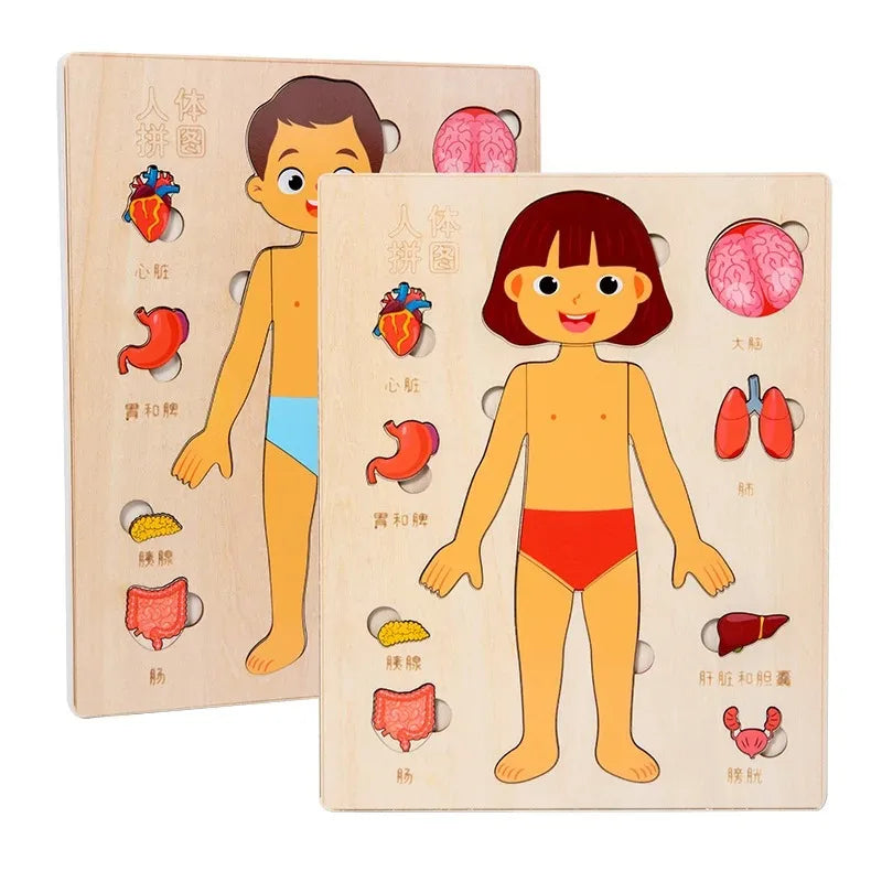 Montessori Human Body Puzzles Busy Board Body Parts Teaching Educational Anatomy Toy for Kids Children Early Learning Games